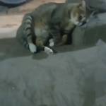 玊 莱