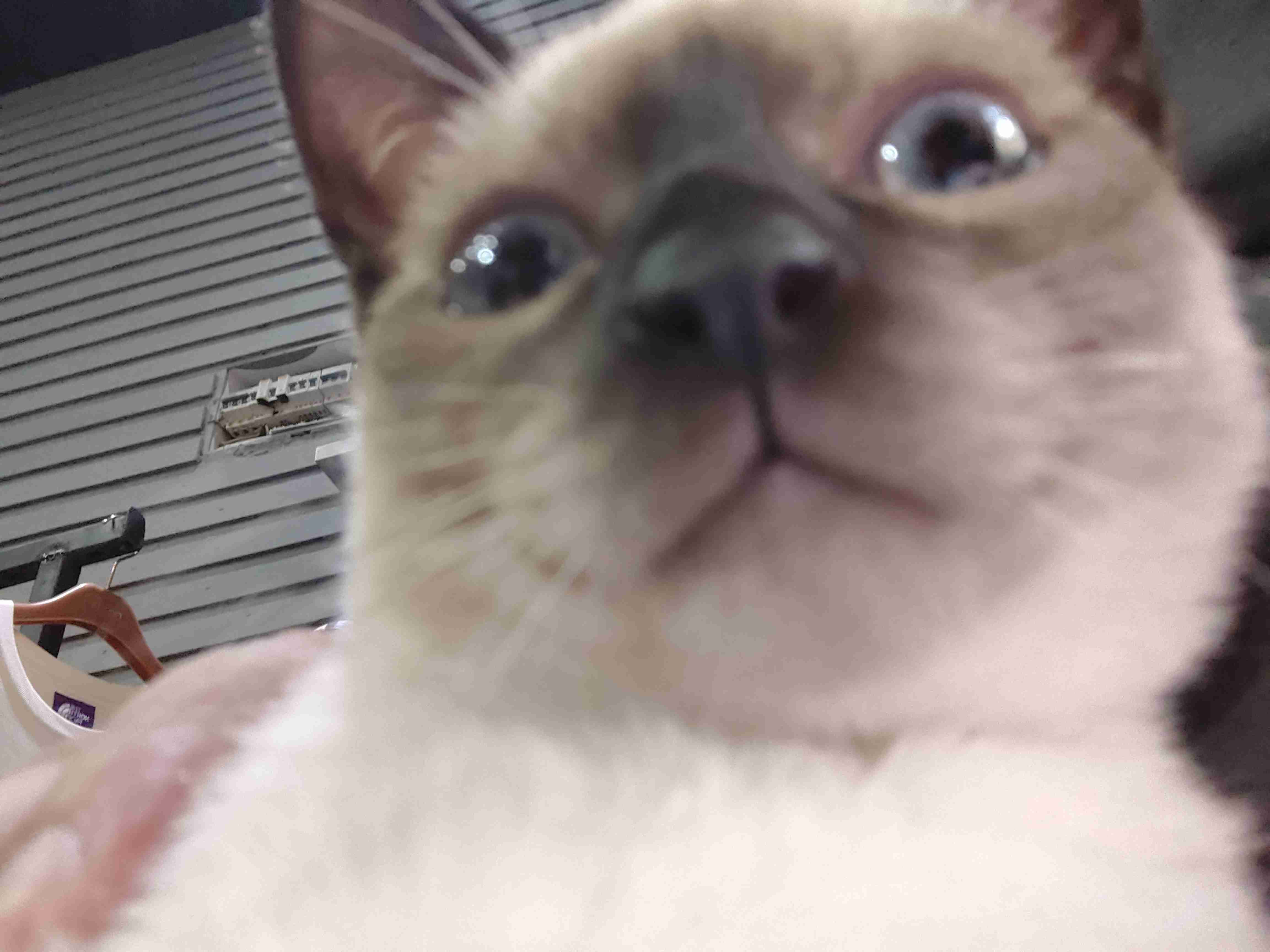 cos li